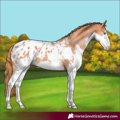 Horse Color:Chestnut Splash Appaloosa 