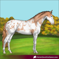 Horse Color:Chestnut Splash Appaloosa 