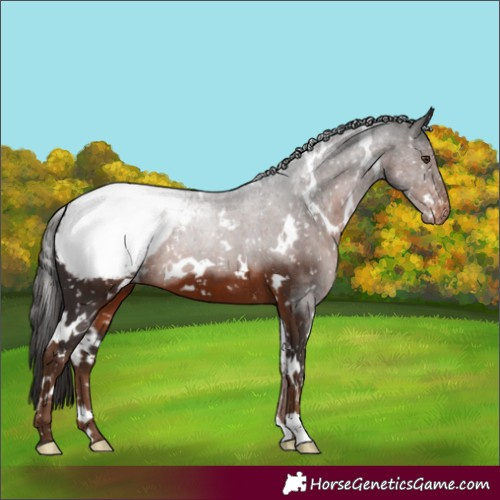 Horse Color:White Spotted Liver Chestnut Appaloosa 