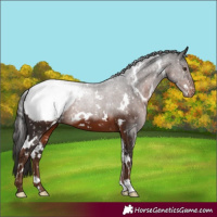Horse Color:White Spotted Liver Chestnut Appaloosa