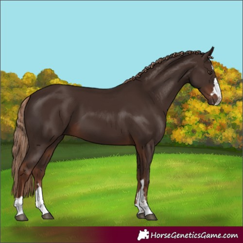 Horse Color:Liver Chestnut