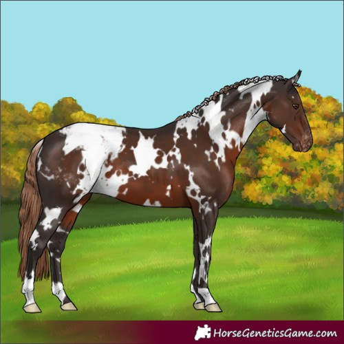 Horse Color:White Spotted Liver Chestnut Appaloosa 