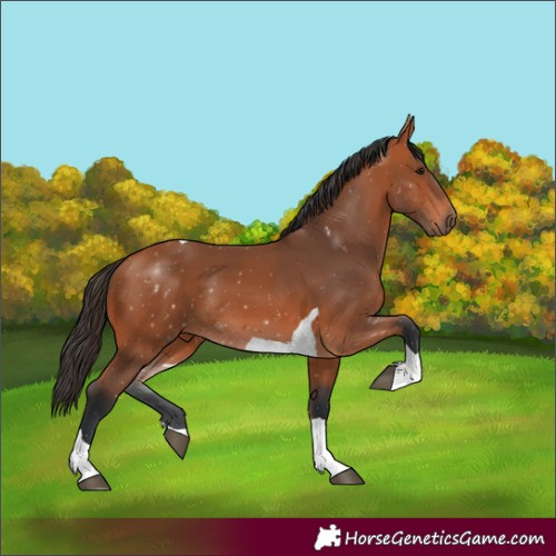 Horse Color:Bay Tobiano 