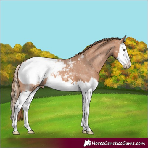 Horse Color:Chestnut Splash Appaloosa 
