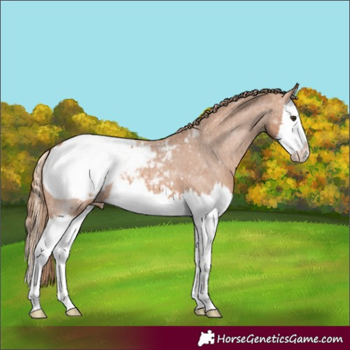 Horse Color:Chestnut Splash Appaloosa 