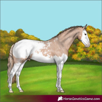 Horse Color:Chestnut Splash Snowcap