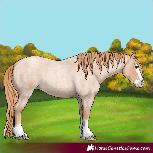 Horse Color:Gold Champagne Roan Splash 