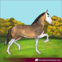 Horse Color:Buckskin Splash 