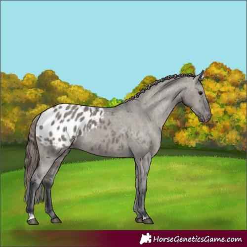 Horse Color:Grullo Appaloosa 