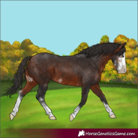 Horse Color:Bay Sabino 