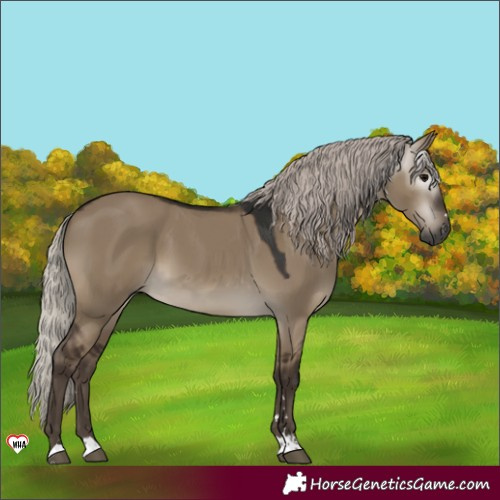 Horse Color:Gray Silver Grullo 