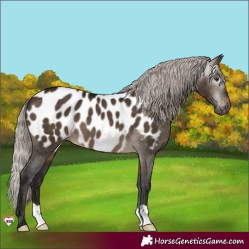 Horse Color:Gray Silver Brown Dun Appaloosa 