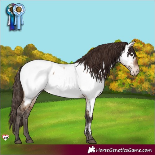Horse Color:Brown Dun Appaloosa 