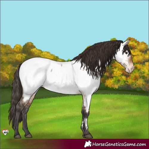 Horse Color:Brown Dun Appaloosa 