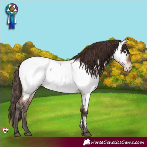 Horse Color:Brown Dun Appaloosa 