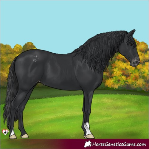 Horse Color:Black Appaloosa 