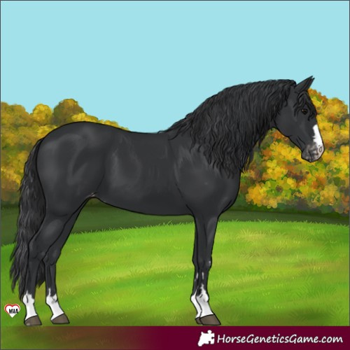 Horse Color:Black Appaloosa 