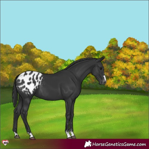 Horse Color:Black Appaloosa 