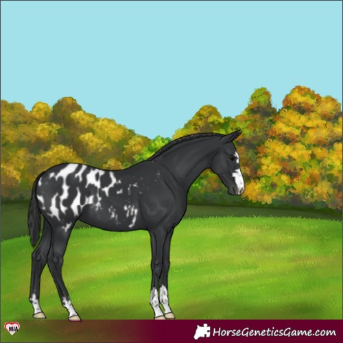 Horse Color:Black Appaloosa 