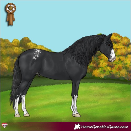 Horse Color:Black Appaloosa 