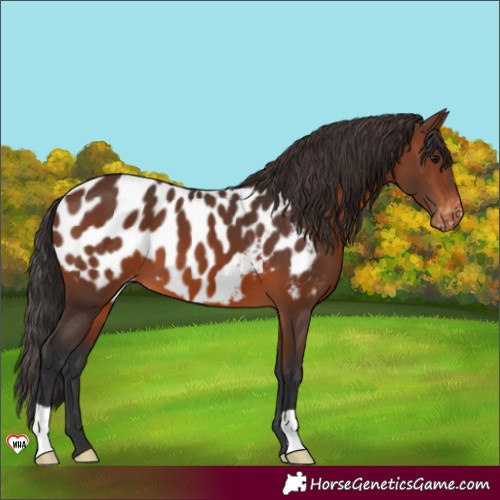 Horse Color:Brown Appaloosa 