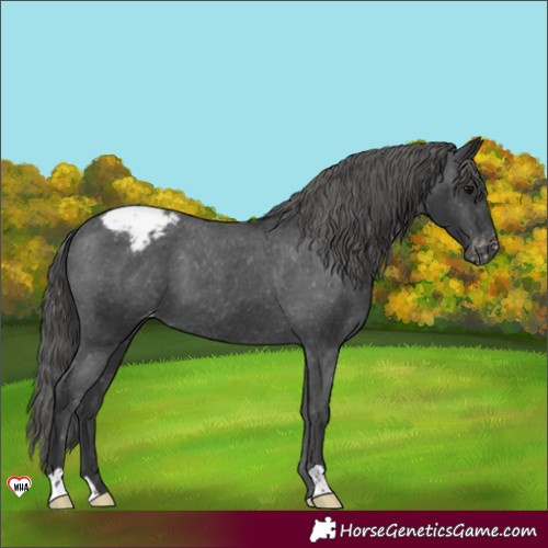 Horse Color:Black Appaloosa 