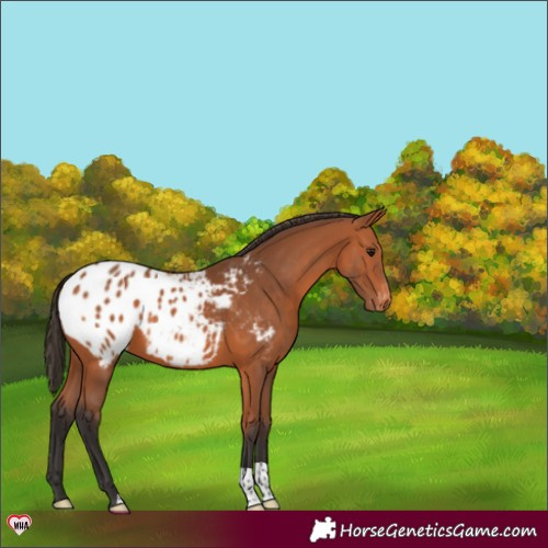 Horse Color:Bay Appaloosa 