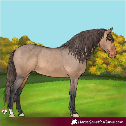 Horse Color:Bay Dun Varnish 