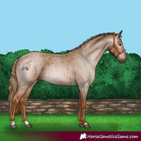 Horse Color:Gray Red Roan 