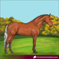 Horse Color:Silver Bay
