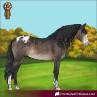 Horse Color:Brown Dun Sabino Tobiano Appaloosa 