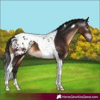 Horse Color:Gray Brown Tobiano Appaloosa 