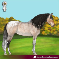 Horse Color:Gray Bay Roan Dun Mushroom Tobiano Appaloosa