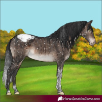 Horse Color:Brown Dun Mushroom Tobiano Appaloosa Rabicano Brindle 