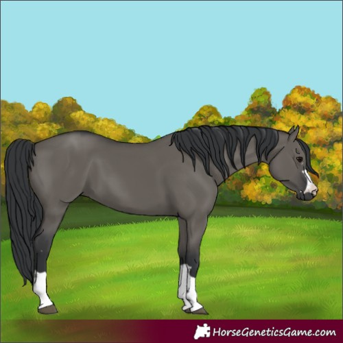 Horse Color:Grullo 