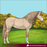 Horse Color:Red Dun 