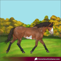 Horse Color:Bay Frame 