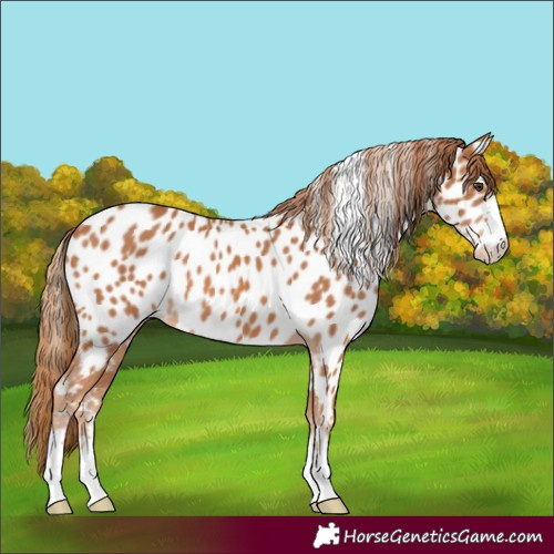Horse Color:Chestnut Near Leopard 