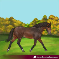 Horse Color:Bay 
