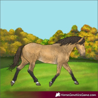 Horse Color:Buckskin 