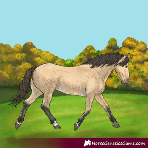 Horse Color:Buckskin 
