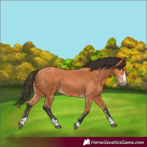 Horse Color:Bay 