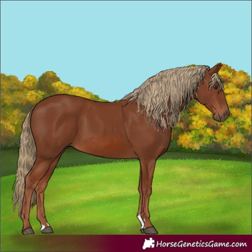 Horse Color:Chestnut 
