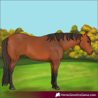 Horse Color:Bay 