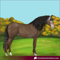 Horse Color:Gray Classic Champagne 