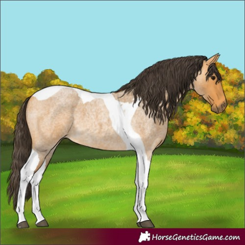 Horse Color:Buckskin Roan Tobiano 