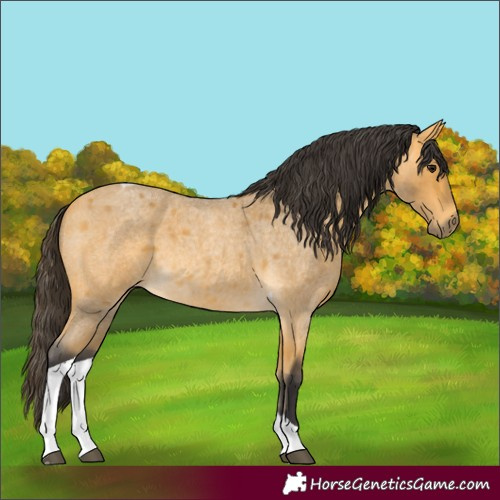 Horse Color:Buckskin Roan Tobiano 