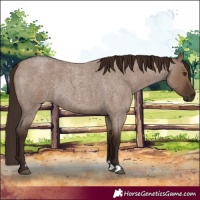 Horse Color:Liver Red Dun Roan 