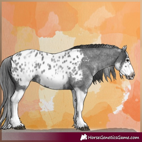 Horse Color:White Spotted Blue Roan Splash Frame Appaloosa 