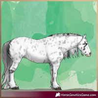 Horse Color:White Spotted Blue Roan Splash Frame Appaloosa
